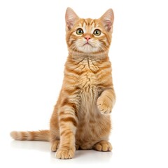Fototapeta premium A playful orange tabby kitten with bright green eyes, sitting upright on its hind legs.