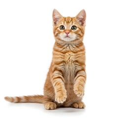 A playful orange tabby kitten with bright green eyes, sitting upright on its hind legs.