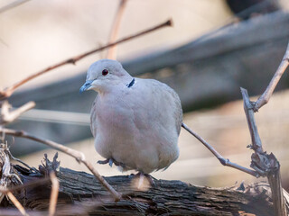 A dove perches on a fallen branch, surrounded by intertwined twigs and foliage. The bright daylight highlights the bird's soft feathers and calm demeanor in a tranquil environment.