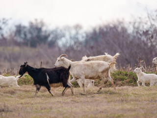 Several goats are grazing in a wide-open field on a cloudy afternoon. The group includes both black and white goats, moving together peacefully among the sparse grasses and shrubs.