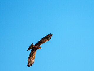 A hawk gracefully glides through the vast blue sky under the midday sun. Its wings are spread wide, showcasing powerful flight and keen observation. The scene highlights nature's beauty.