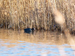 A coot swims gracefully in a calm lake, framed by tall golden reeds. The sunlight reflects on the...