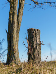 A tall tree stands next to a freshly cut tree stump in a grassy area. The clear blue sky and sunlight create a serene atmosphere in this natural setting.
