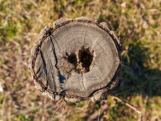 The tree stump showcases intricate patterns and textures, surrounded by vibrant green grass under bright sunlight, illustrating the beauty of nature's decay and renewal.