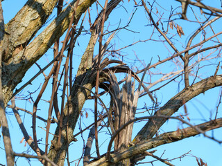 Intricate patterns of twisted branches wind around a tree trunk under a bright blue sky. Young buds peek through, signaling the arrival of spring in a serene outdoor setting.