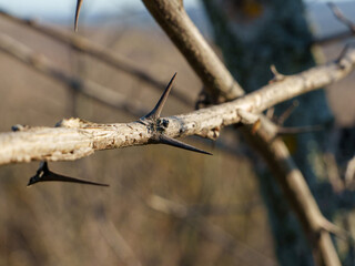 Focus on sharp thorns protruding from a dry branch in a natural environment. The blurred background highlights the rugged beauty of the surrounding landscape during daylight.