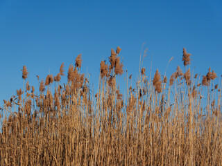 Golden grasses rise high against a vibrant blue sky, illuminated by the afternoon sunlight. The landscape showcases nature's beauty, creating a calm and serene atmosphere.