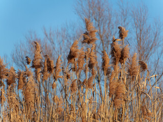 Tall golden grass stands prominently against a clear blue sky, gently swaying in the breeze. The scene captures the tranquility of nature during a serene afternoon.