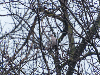 A solitary bird sits atop a branch in a tree stripped of leaves, showcasing a tranquil moment in nature during winter. The environment is calm and silent, with cloudy skies.