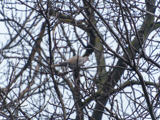 A small bird rests on thin branches of a deciduous tree, surrounded by an array of twigs against a gray sky. The scene captures the transition of seasons in a tranquil park.