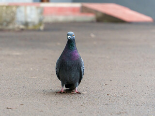 A pigeon is positioned on the pavement in an urban setting, showcasing its iridescent feathers. The background features a blurred urban landscape, highlighting a clear day.
