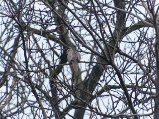 A solitary bird rests on a bare branch amidst leafless trees as the light fades at dusk. The atmosphere is serene with a muted background, showcasing the stillness of the winter season.