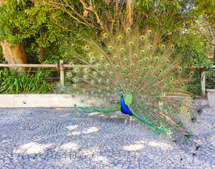 Obraz premium Majestic peacock displaying vibrant, iridescent plumage. Symbol of beauty, pride, and elegance. Ideal for nature, wildlife, or symbolic designs.