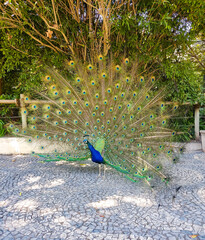 Fototapeta premium Majestic peacock displaying vibrant plumage in full fan. Symbol of beauty, pride, and grace. Ideal for wildlife, nature, or metaphorical themes. Bright, colorful, and eyecatching.
