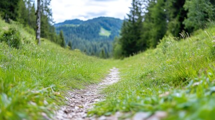 Obraz premium Lush green path in a valley