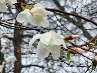 Close-up of magnolia flowers filled with raindrops. Magnolia tree blooming Magnolia Kobus. Selective focus