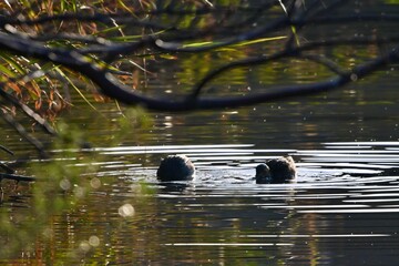 duck on the lake カモさん