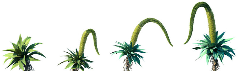 Set of Agave attenuata (commonly called the foxtail or lion's tail agave or the swan's neck agave) in sunny daylight frontal isolated png on a transparent background perfectly cutout	