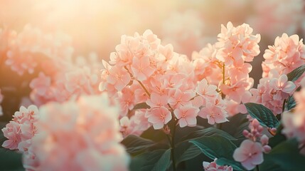 A patch of soft pink hydrangeas with sunlight filtering through. 