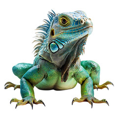 Obraz premium Bright Green Iguana Basking in the Sun Isolated on Transparent Background