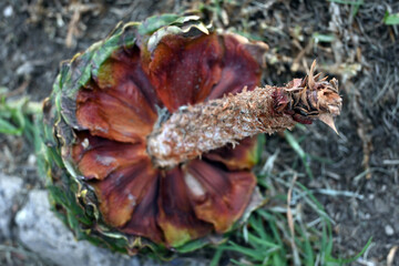 Araucaria Chilena con piñas piñones gigantes