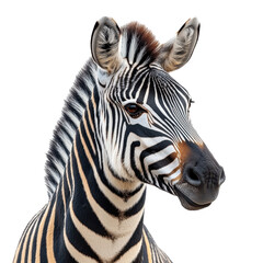 Striking face shot of a zebra with distinctive black and white stripes isolated on transparent background Generative AI