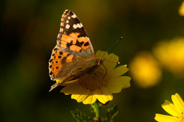 Colorful butterfly delicately lands on vibrant yellow flower in a sunny garden during springtime