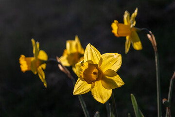 Fototapeta premium golden daffodils