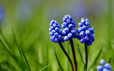 Muscari 1347