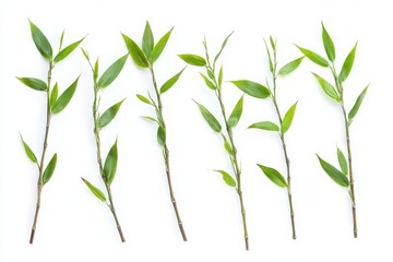 Fototapeta premium Fresh green plant branches with leaves