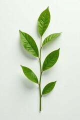 Fototapeta premium Single long branch isolated on white background with leaves, plant, nature, abstract