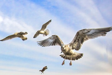 Herring Gulls coming in close from above, beneath a partly cloudy blue sky at Rock Harbor on Cape Cod, Massachusetts.