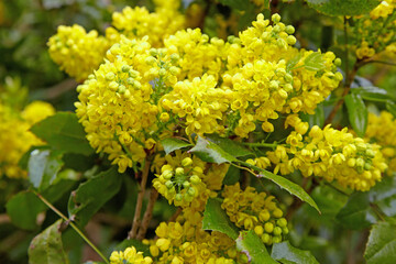 Mahonia acutifolia with yellow inflorescences in a spring park