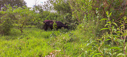 boi marrom pastando em matagal