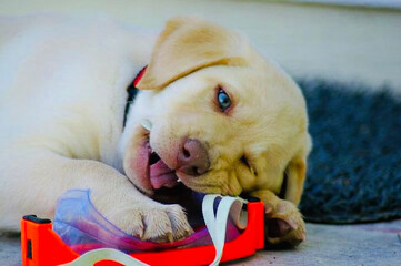 puppy chewing on goggles