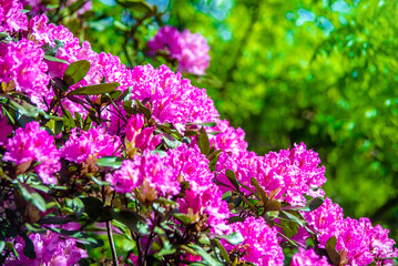 pink rhododendron blooms in the Botanical garden
