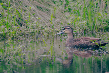 A pacific black duck swimming on water with reflection
