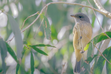 A bird perched on tree in Australia