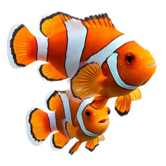 Vibrant Clownfish Pair Swimming Together Isolated on Transparent Background