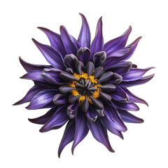 Fototapeta premium Vibrant Purple Aster Flower with Yellow Center Isolated on Transparent Background