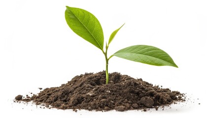 Green Sprout in Soil Pile with Sustainable Living Focus. Young plant in soil isolated