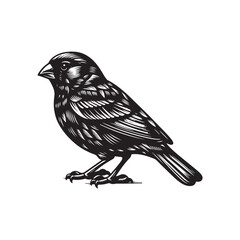 A vector illustration of a Canary, perfect for bird-themed designs, nature projects, and wildlife illustrations. Ideal for use in creative, educational, and artistic materials.