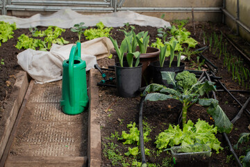 Watering can placed in the middle of a greenhouse.