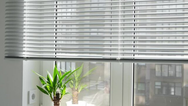 Potted yucca plant on a windowsill. The window is covered with white. Nobody