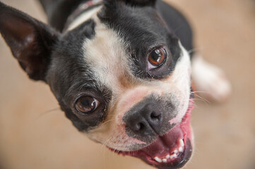 smiling adult male Boston Terrior dog showing teeth
