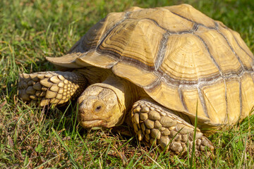 captive African Box Turtle on grass