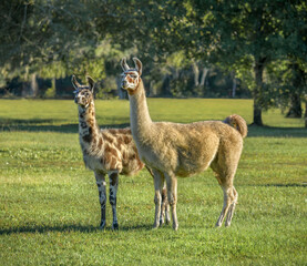 adult llama pair in grass field