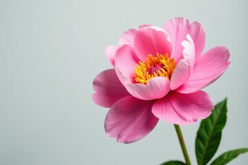 Fototapeta premium Isolated peony flower against white background with subtle light, floral, bloom, nature