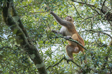 Adult male Rhesus macaque male monkey foraging acorns in Live Oak tree in Florida USA