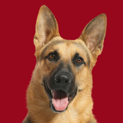 Cute German shepherd on dark red background. Dog portrait